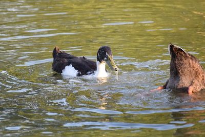 Duck swimming in lake