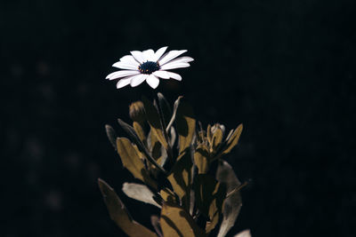 Close-up of white flowering plant against black background