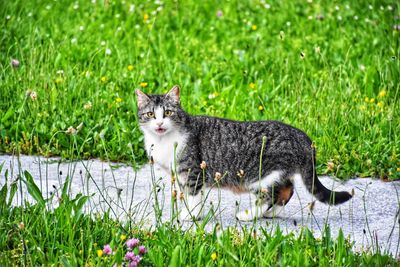 View of a cat on grassy field