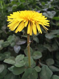 Close-up of yellow flower