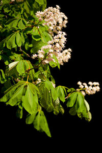 Close-up of flowers and leaves