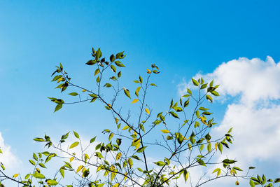 Low angle view of tree against clear blue sky