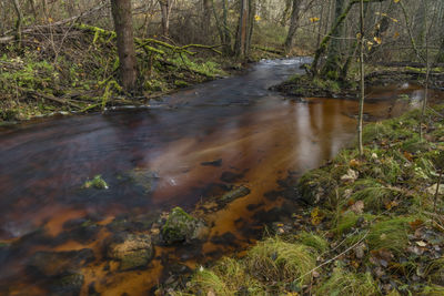 Stream flowing through rocks in forest