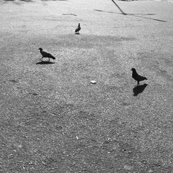 High angle view of birds on sand