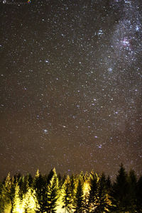 Low angle view of trees against sky at night