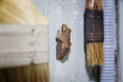 Close-up of old wooden door