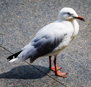 Close-up of bird perching on ground