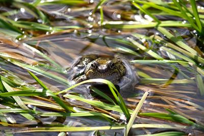 Close-up of frog in water