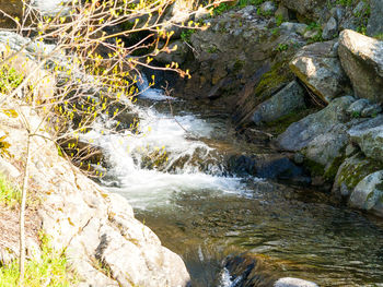 River flowing in forest