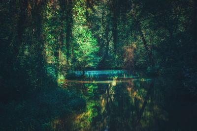 Trees by lake in forest