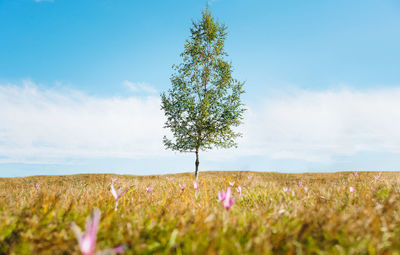 Single birch tree growing on field with autumn crocus flowers against sky