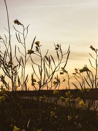 Bird perching on grass against sky during sunset