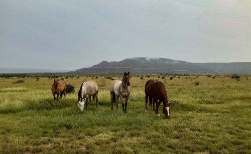 Wild mongolian horses