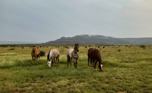 Horses grazing in a field