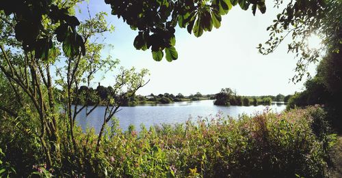 Trees growing by calm lake