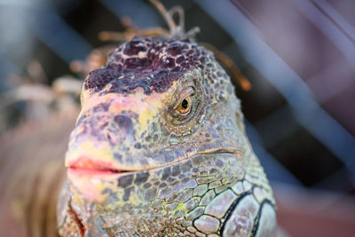 Close-up of a turtle