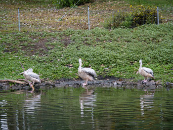 Birds perching on a lake