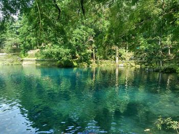 Scenic view of lake in forest