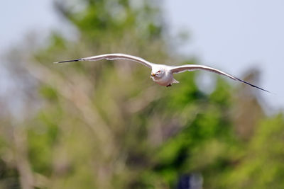 Close-up of bird flying