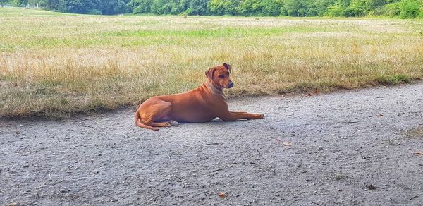 Dog sitting on field