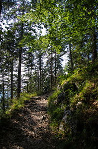 Trees in forest