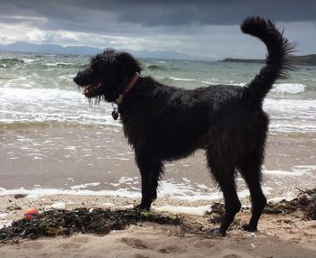 Dog standing on beach against sky