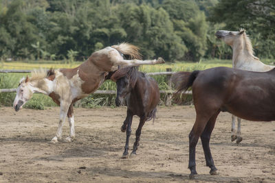 Horses in the field