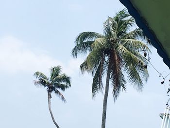 Low angle view of palm trees against sky