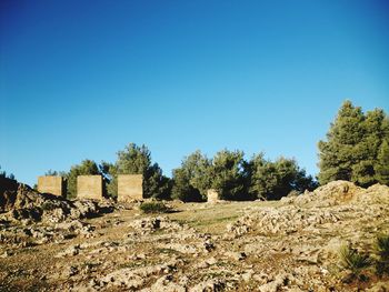 Trees on field against clear blue sky