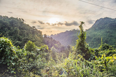 Plants and mountains against sky