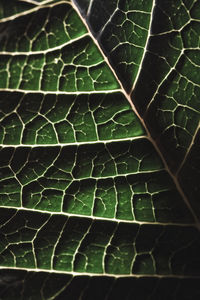 Full frame shot of leaf