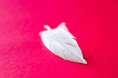 High angle view of white feather