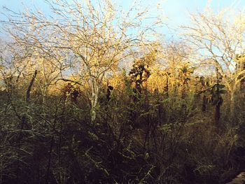 Plants and trees in forest