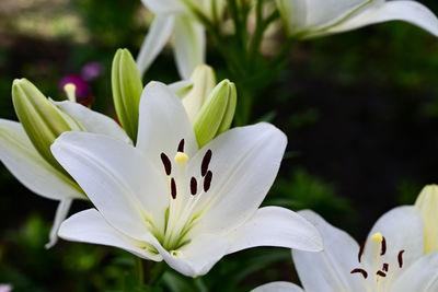 Close-up of white flowering plant