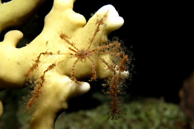 Close-up of dead plant over sea