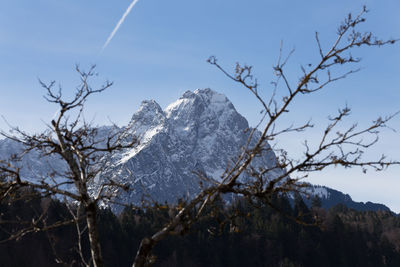 Bare trees on snowcapped mountains against sky