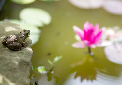 High angle view of frog on rock in pond