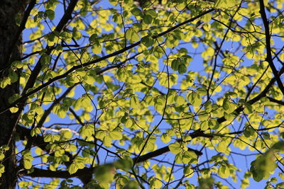 Low angle view of flowering tree