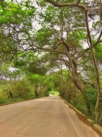 Empty road amidst trees in city