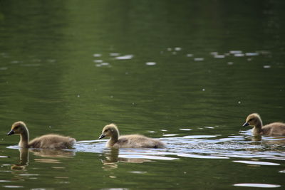 Side view of young birds in rippled water