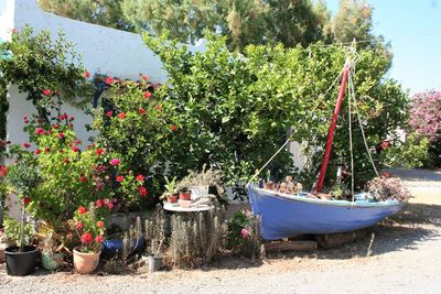 Potted plants hanging in yard against trees