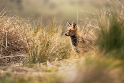 View of an animal on grass