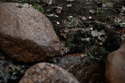 High angle view of rock