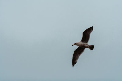 Low angle view of seagull flying in sky