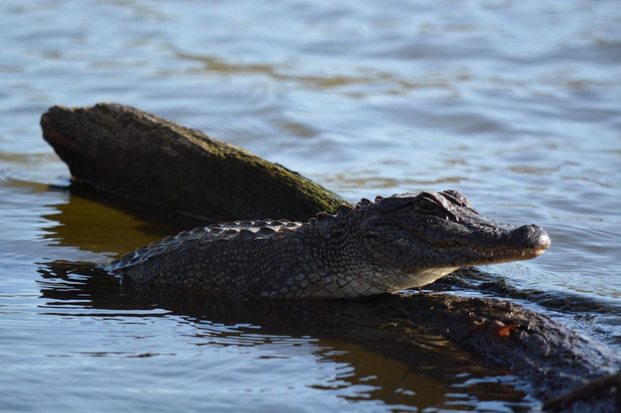 CLOSE-UP OF CROCODILE IN SEA