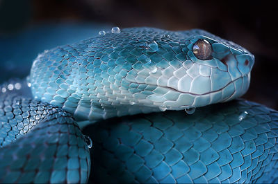 Close-up of wet turquoise snake against black background