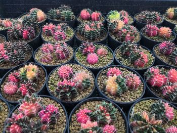 Full frame shot of succulent plants