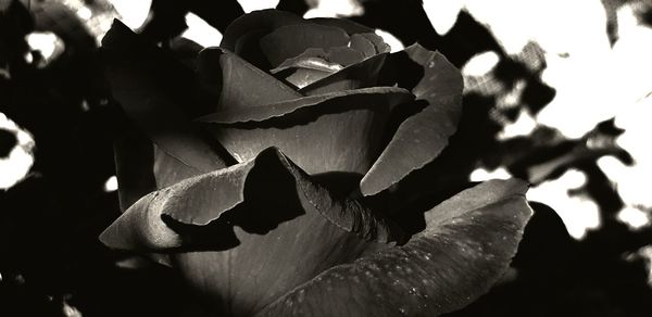 Close-up of flowering plant