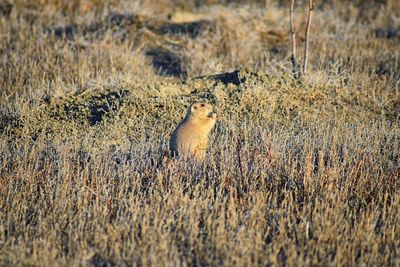 Prairie dog genus cynomys ludovicianus broomfield colorado denver boulder. united states.