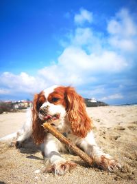 Dog on beach